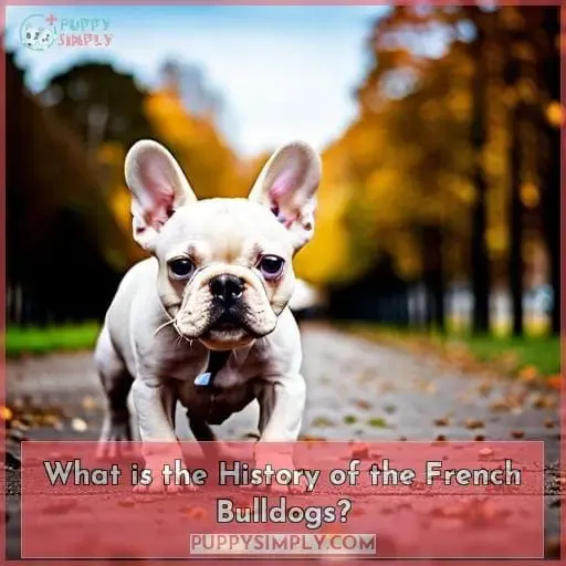 What is the History of the French Bulldogs?