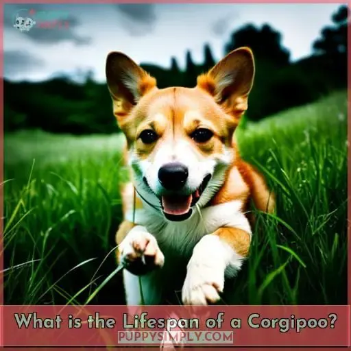 What is the Lifespan of a Corgipoo?