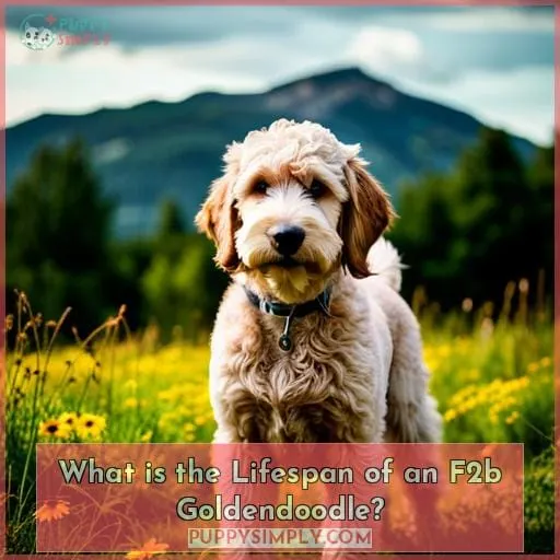 What is the Lifespan of an F2b Goldendoodle?