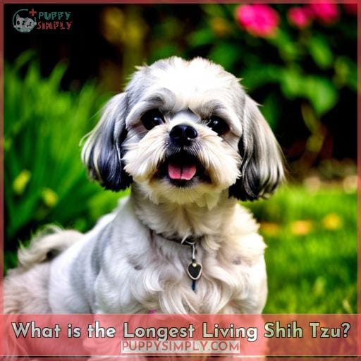 What is the Longest Living Shih Tzu?