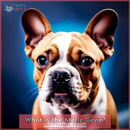 What is the Merle Gene?