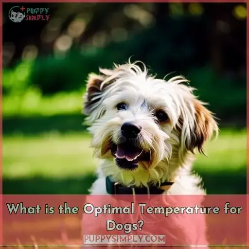 What is the Optimal Temperature for Dogs?