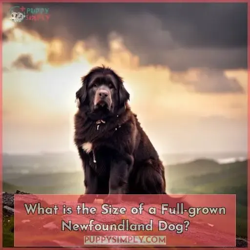 What is the Size of a Full-grown Newfoundland Dog?