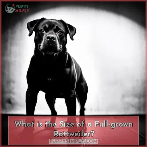 What is the Size of a Full-grown Rottweiler?
