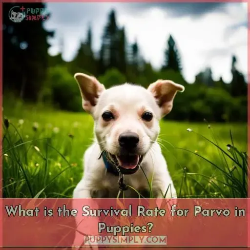 What is the Survival Rate for Parvo in Puppies?