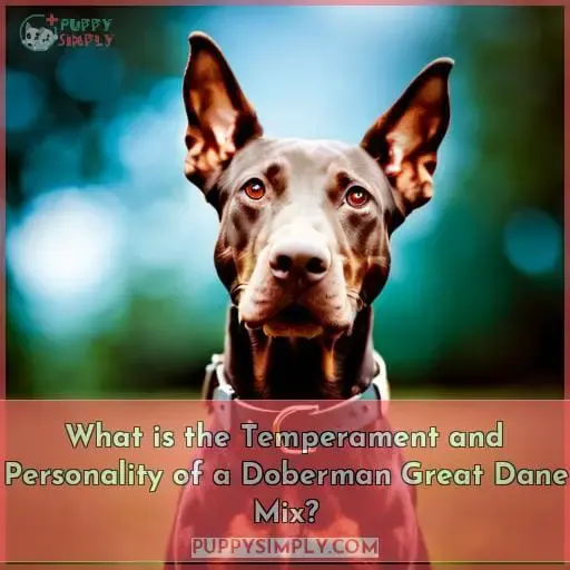 What is the Temperament and Personality of a Doberman Great Dane Mix?