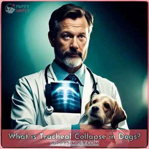 What is Tracheal Collapse in Dogs