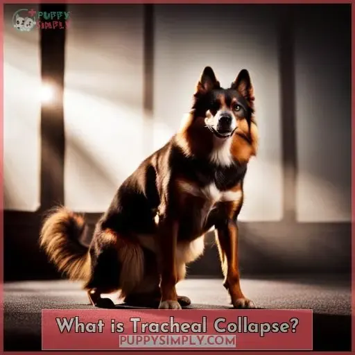 What is Tracheal Collapse