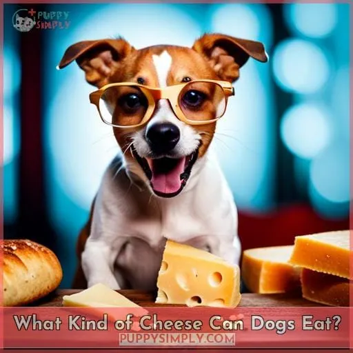 What Kind of Cheese Can Dogs Eat?