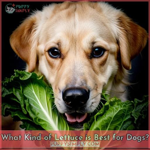 What Kind of Lettuce is Best for Dogs
