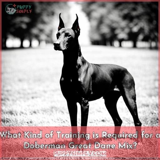 What Kind of Training is Required for a Doberman Great Dane Mix?