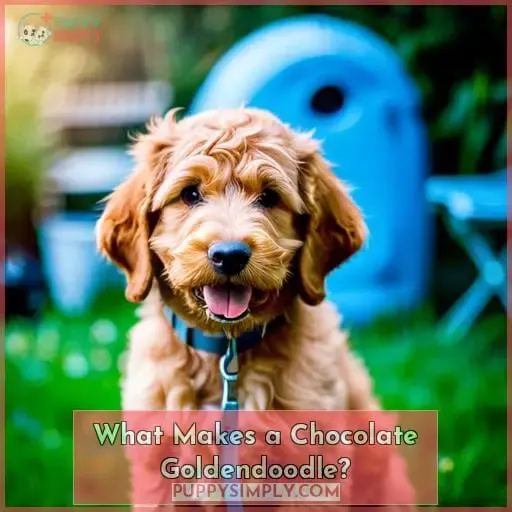 What Makes a Chocolate Goldendoodle