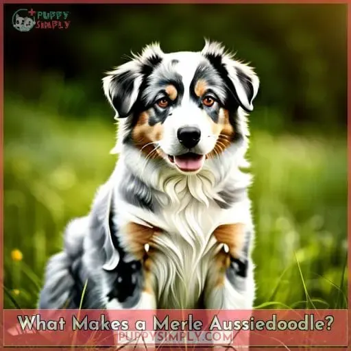 What Makes a Merle Aussiedoodle