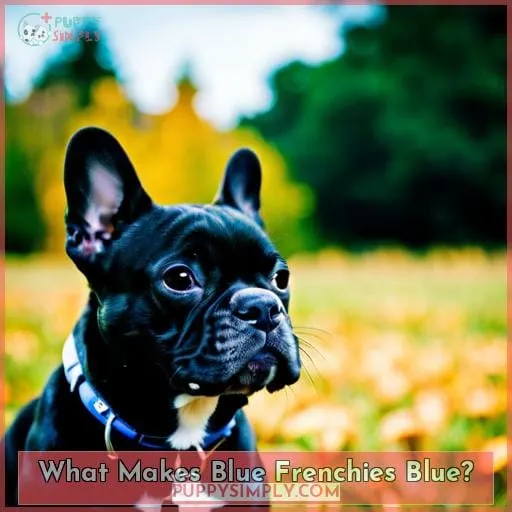 What Makes Blue Frenchies Blue?