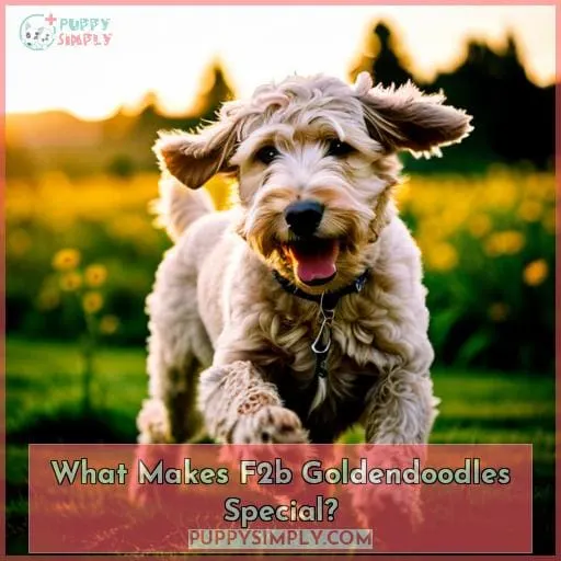 What Makes F2b Goldendoodles Special?