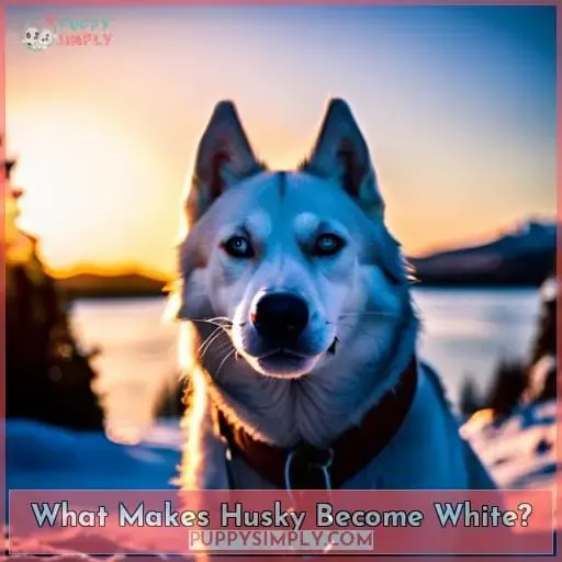 What Makes Husky Become White?