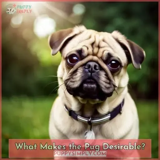What Makes the Pug Desirable?