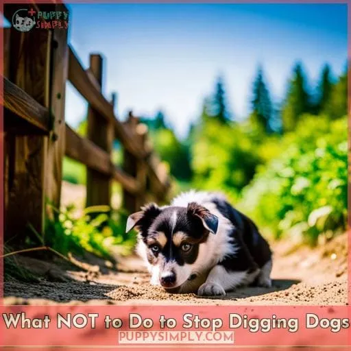 What NOT to Do to Stop Digging Dogs