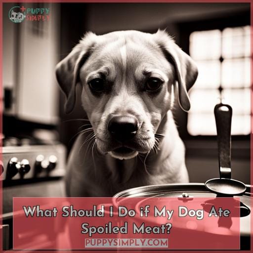 What Should I Do if My Dog Ate Spoiled Meat?