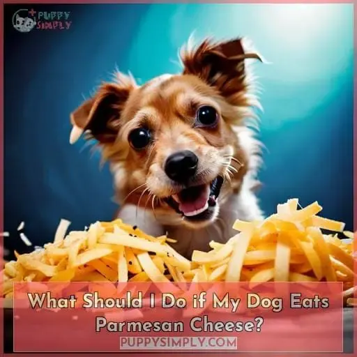 What Should I Do if My Dog Eats Parmesan Cheese?