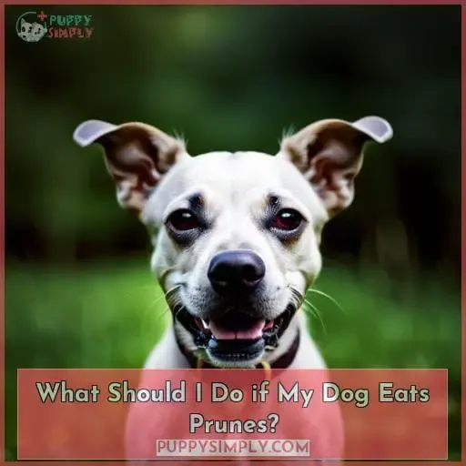 What Should I Do if My Dog Eats Prunes?