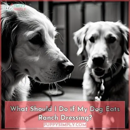 What Should I Do if My Dog Eats Ranch Dressing