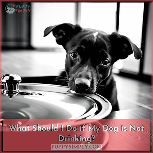 What Should I Do if My Dog is Not Drinking?