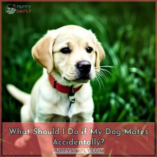 What Should I Do if My Dog Mates Accidentally?