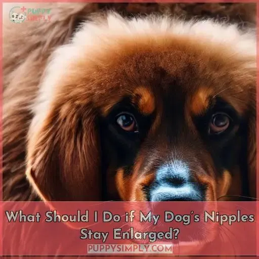 What Should I Do if My Dog’s Nipples Stay Enlarged?