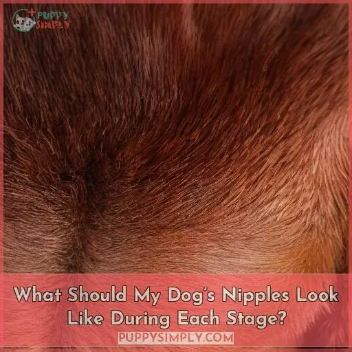 What Should My Dog’s Nipples Look Like During Each Stage?