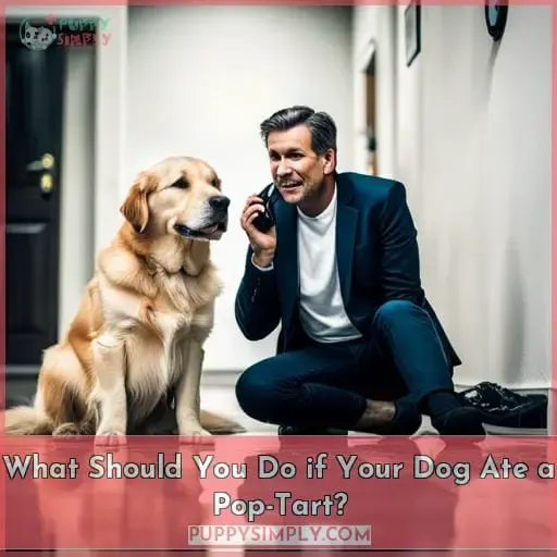 What Should You Do if Your Dog Ate a Pop-Tart