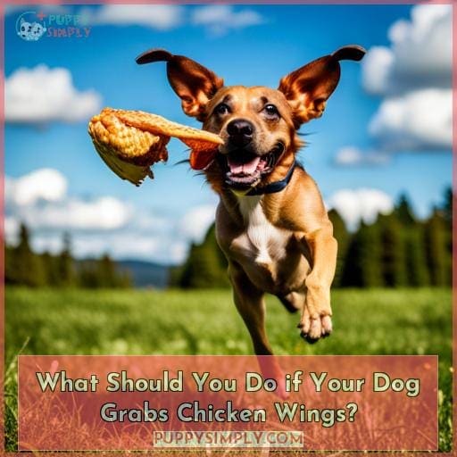 What Should You Do if Your Dog Grabs Chicken Wings? What Should You Do if Your Dog Grabs Chicken Wings?