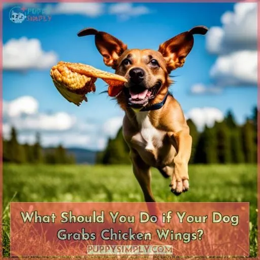 What Should You Do if Your Dog Grabs Chicken Wings?