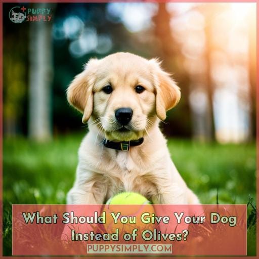 What Should You Give Your Dog Instead of Olives