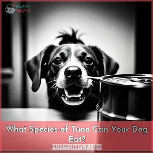 What Species of Tuna Can Your Dog Eat?