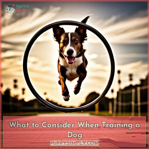 What to Consider When Training a Dog