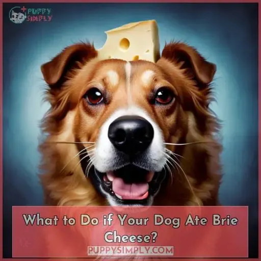 What to Do if Your Dog Ate Brie Cheese?