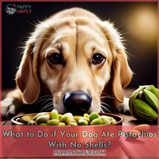 What to Do if Your Dog Ate Pistachios With No Shells