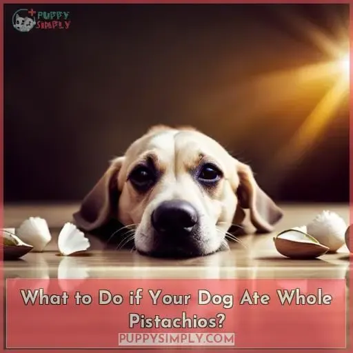 What to Do if Your Dog Ate Whole Pistachios