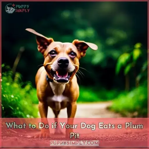 What to Do if Your Dog Eats a Plum Pit