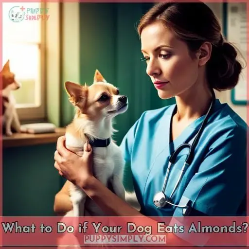 What to Do if Your Dog Eats Almonds