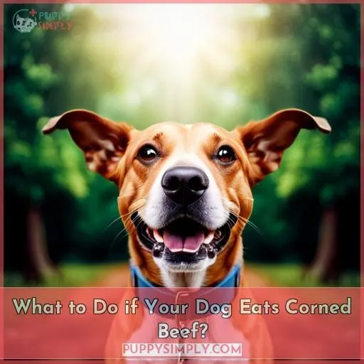 What to Do if Your Dog Eats Corned Beef?