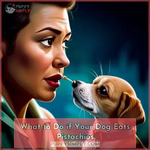 What to Do if Your Dog Eats Pistachios