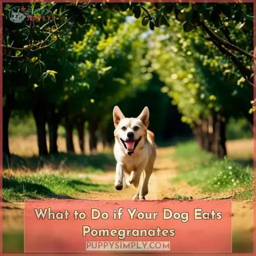 What to Do if Your Dog Eats Pomegranates
