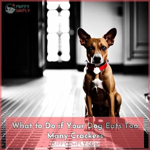 What to Do if Your Dog Eats Too Many Crackers