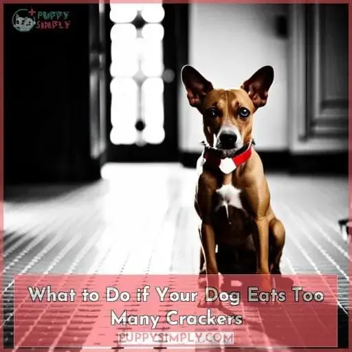 What to Do if Your Dog Eats Too Many Crackers