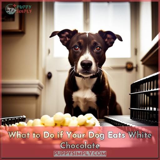 What to Do if Your Dog Eats White Chocolate