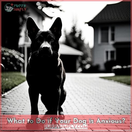 What to Do if Your Dog is Anxious? What to Do if Your Dog is Anxious?