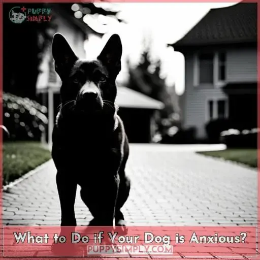 What to Do if Your Dog is Anxious?