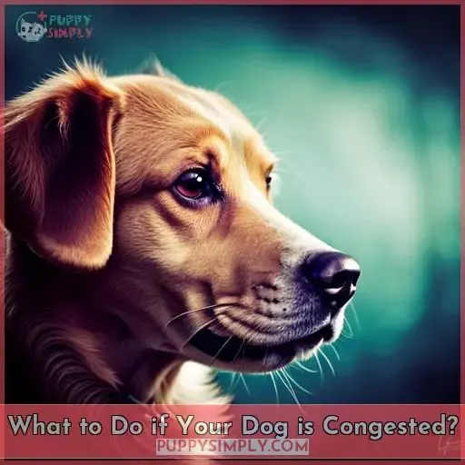 What to Do if Your Dog is Congested?